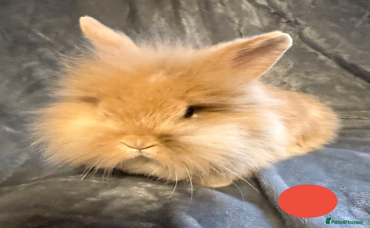 Lionhead rabbits 🐰 3 Baby Lionhead Rabbits for Sale 🐰 - Advert 2