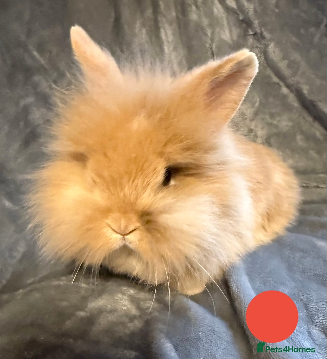 Lionhead rabbits for sale: 🐰 3 Baby Lionhead Rabbits for Sale 🐰 - Advert 1