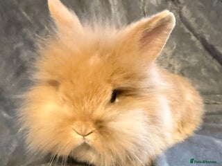 Lionhead rabbits 🐰 3 Baby Lionhead Rabbits for Sale 🐰 - Advert 1