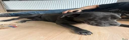 Mixed Breed dogs for sale: Cane Corso cross, beautiful temperament 4yr old in Thornton-Cleveleys - Advert 3