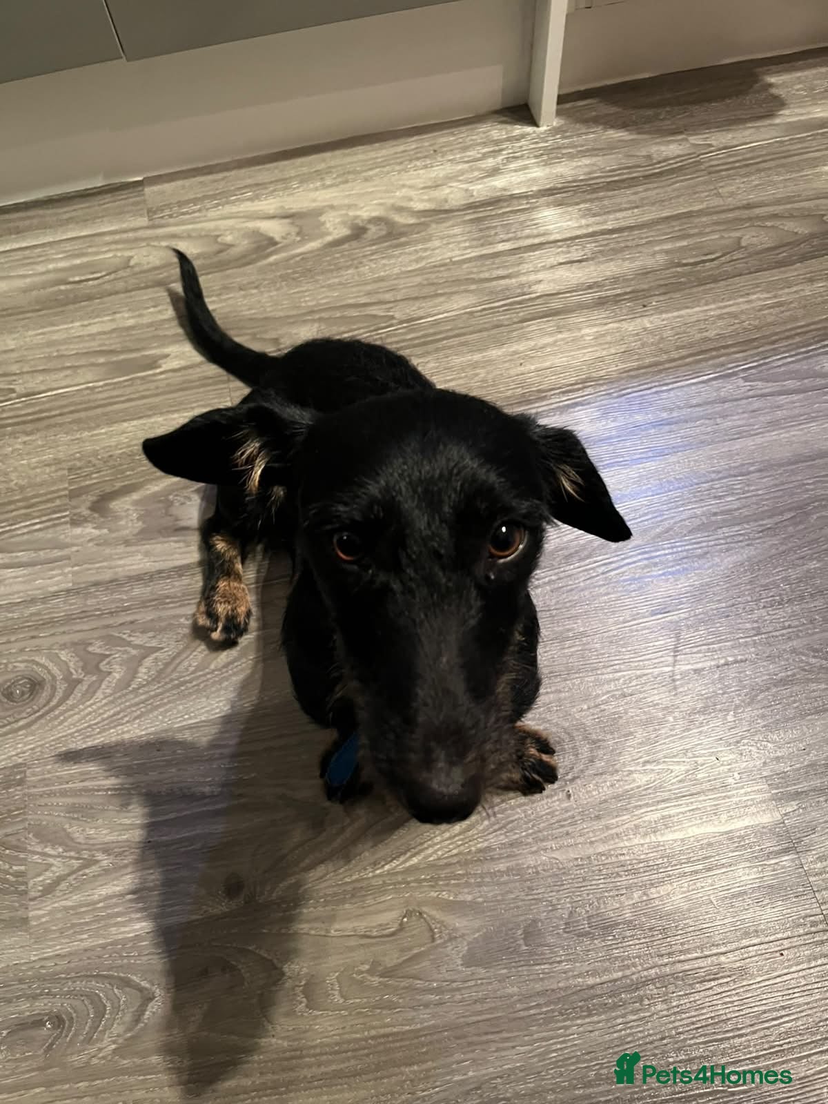 Mixed Breed dogs Lovely little Jonny needs a new home - Advert 2