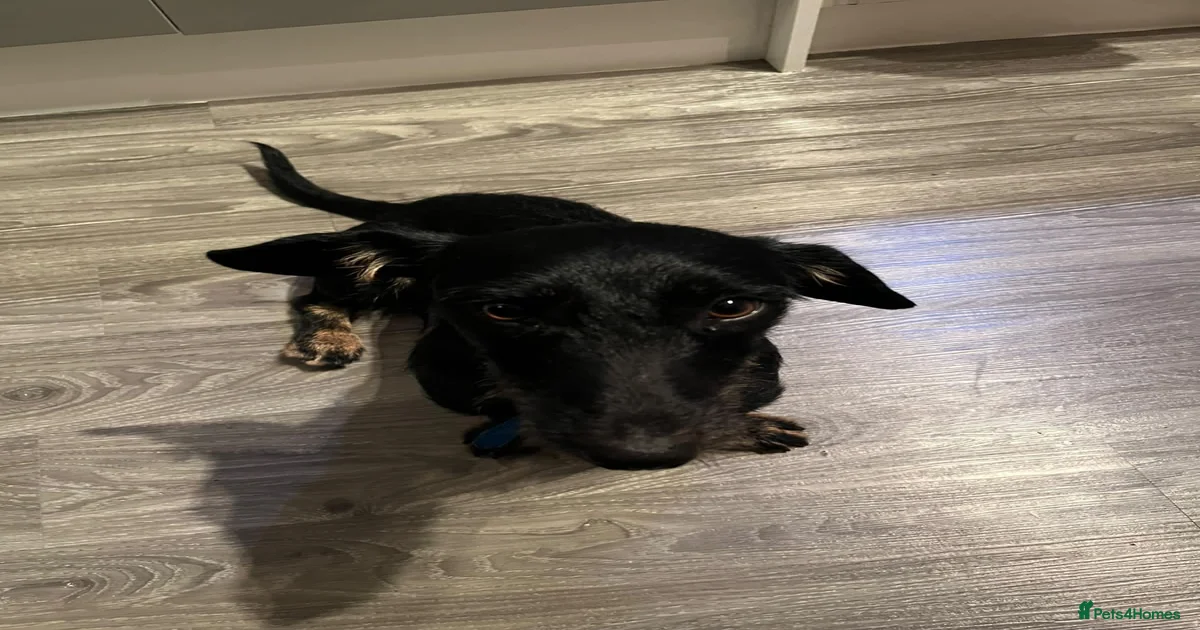 Small Dogs for adoption | Pets4Homes