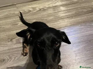 Mixed Breed dogs Lovely little Jonny needs a new home - Advert 2