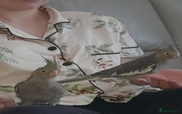 Cockatiels birds for sale: Male Cockatiels 8 weeks old - Image 1
