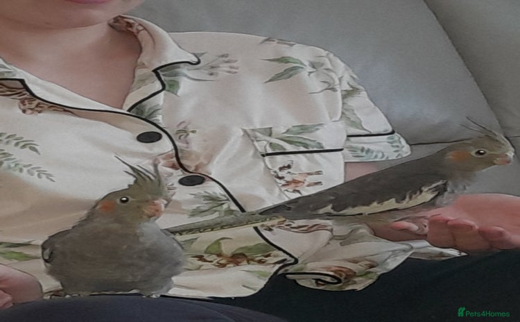 Cockatiels birds - Advert 3