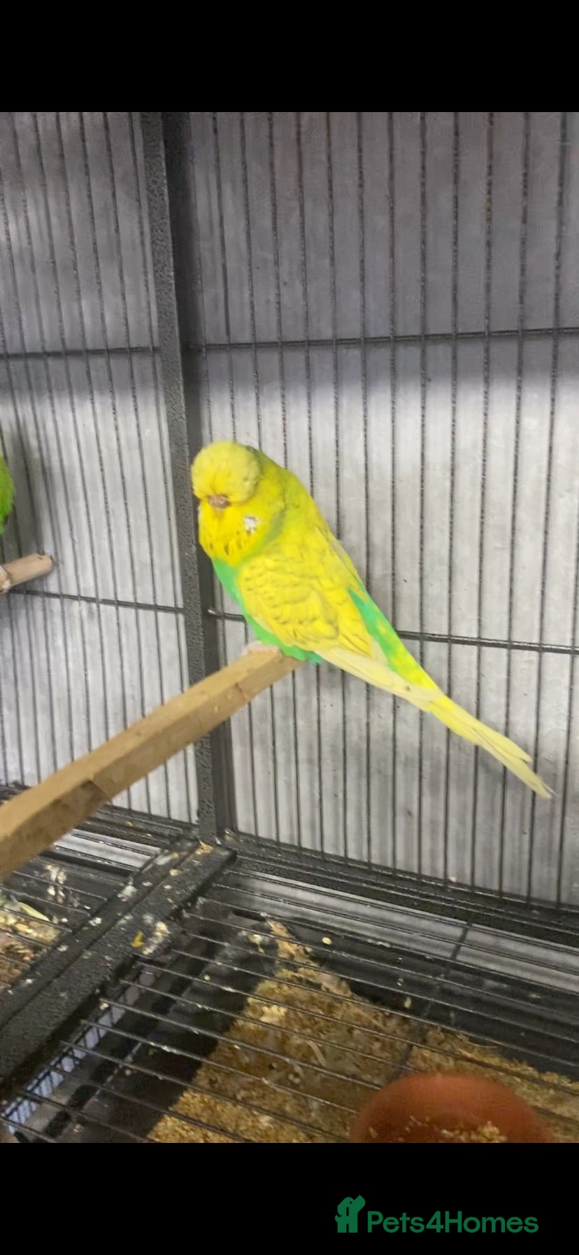 Budgerigars birds Exhibition Budgies - Advert 11