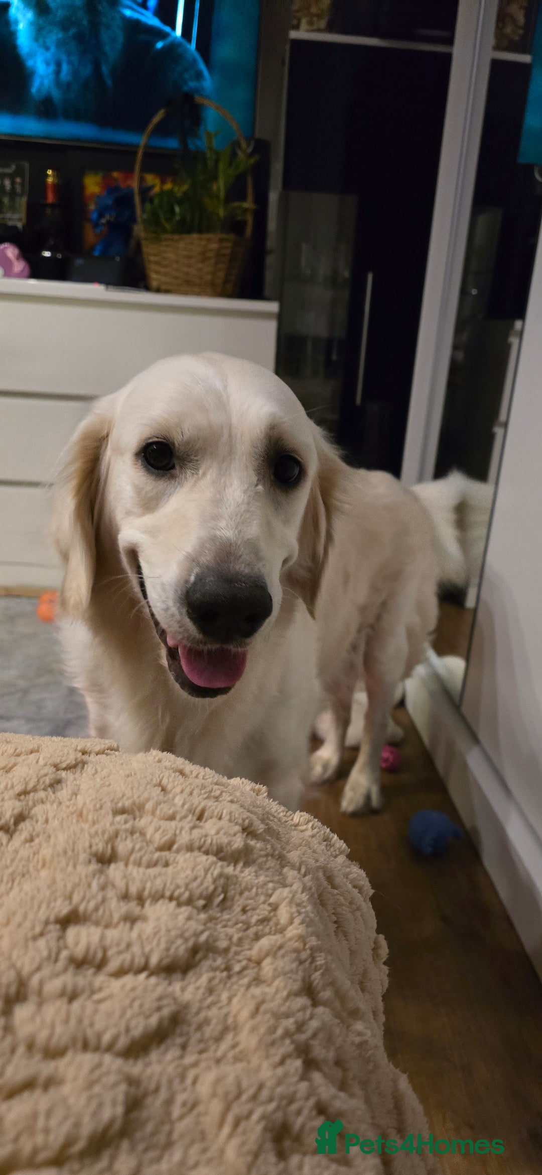 Golden Retriever dogs for sale: Adorable white Golden Retriever - Advert 2