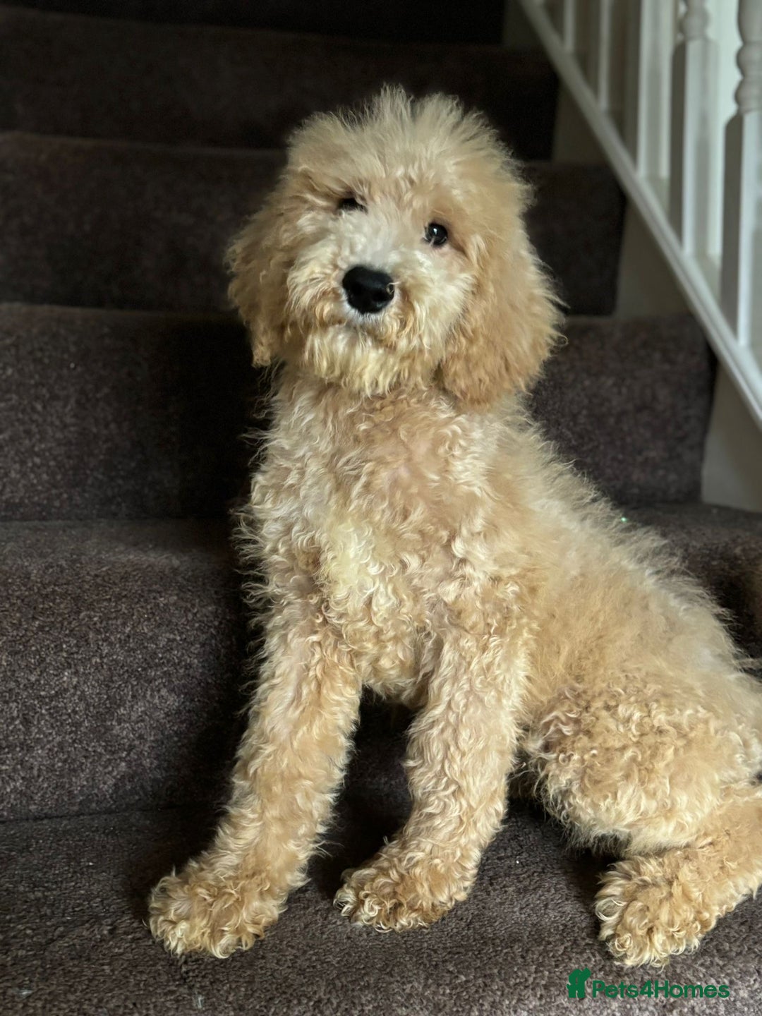 Bernedoodle dogs for sale: Ready Now Bernedoodle standard fluffy teddy bears - Advert 6