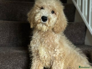 Bernedoodle dogs Ready Now Bernedoodle standard fluffy teddy bears - Advert 1