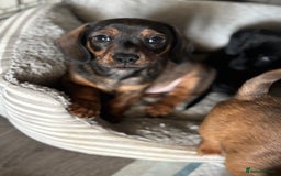 Miniature Dachshund dogs for sale: Beautiful boys 🩵 - Image 7