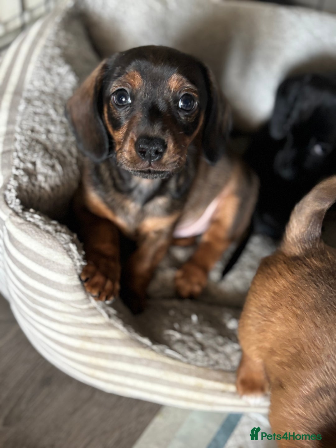 Miniature Dachshund dogs for sale: Beautiful boys 🩵 - Image 7