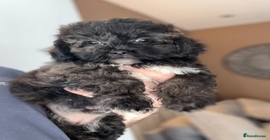 Shihpoo dogs - Advert 14