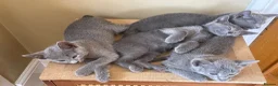 Russian Blue cats for sale: 5 Beautiful Russian Blue Kittens - Advert 10
