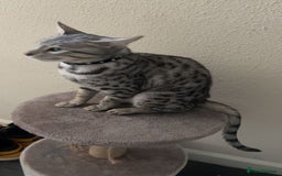 Savannah cats for sale: Saphire - Image 2