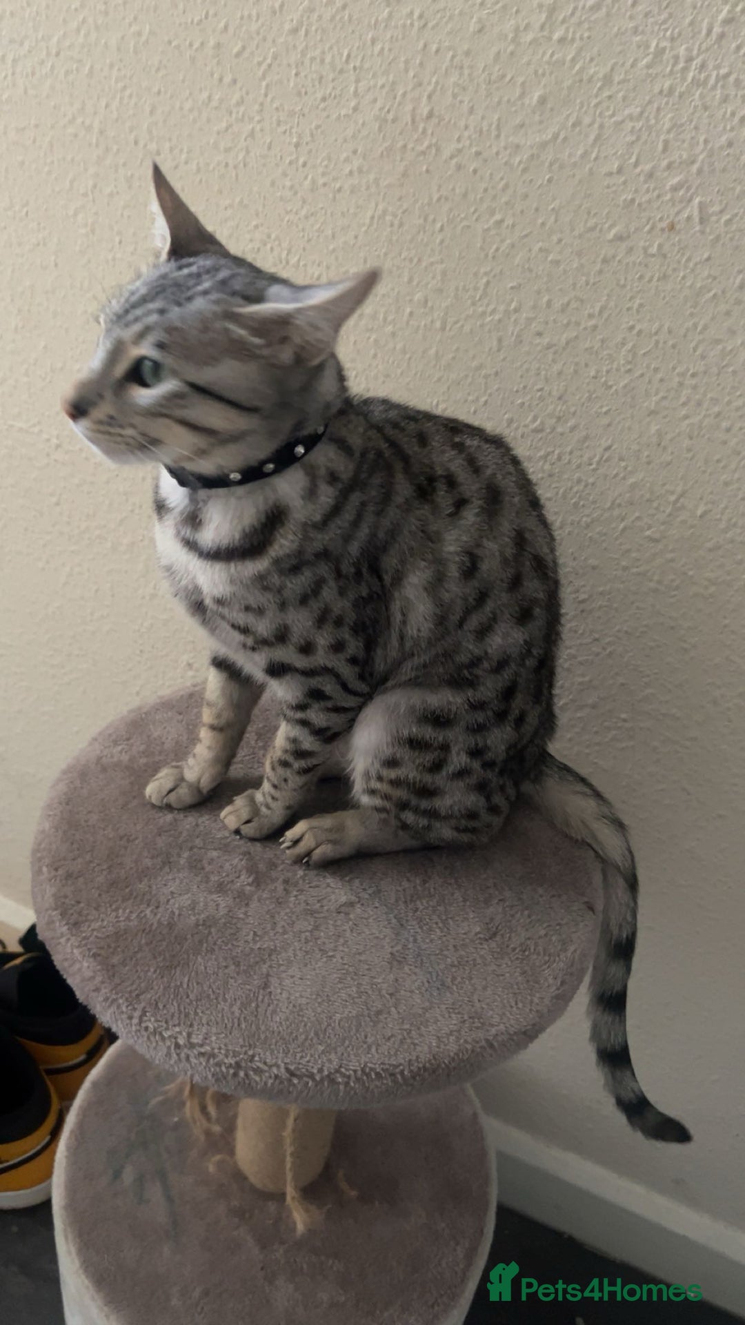 Savannah cats for sale: Saphire - Image 2
