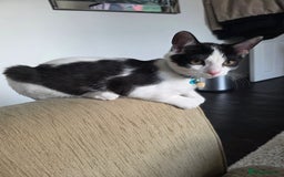 Mixed Breed cats for sale: Stunning maincoon x smudge  - Image 6