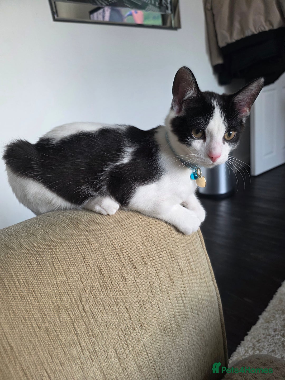 Mixed Breed cats for sale: Stunning maincoon x smudge  - Image 6