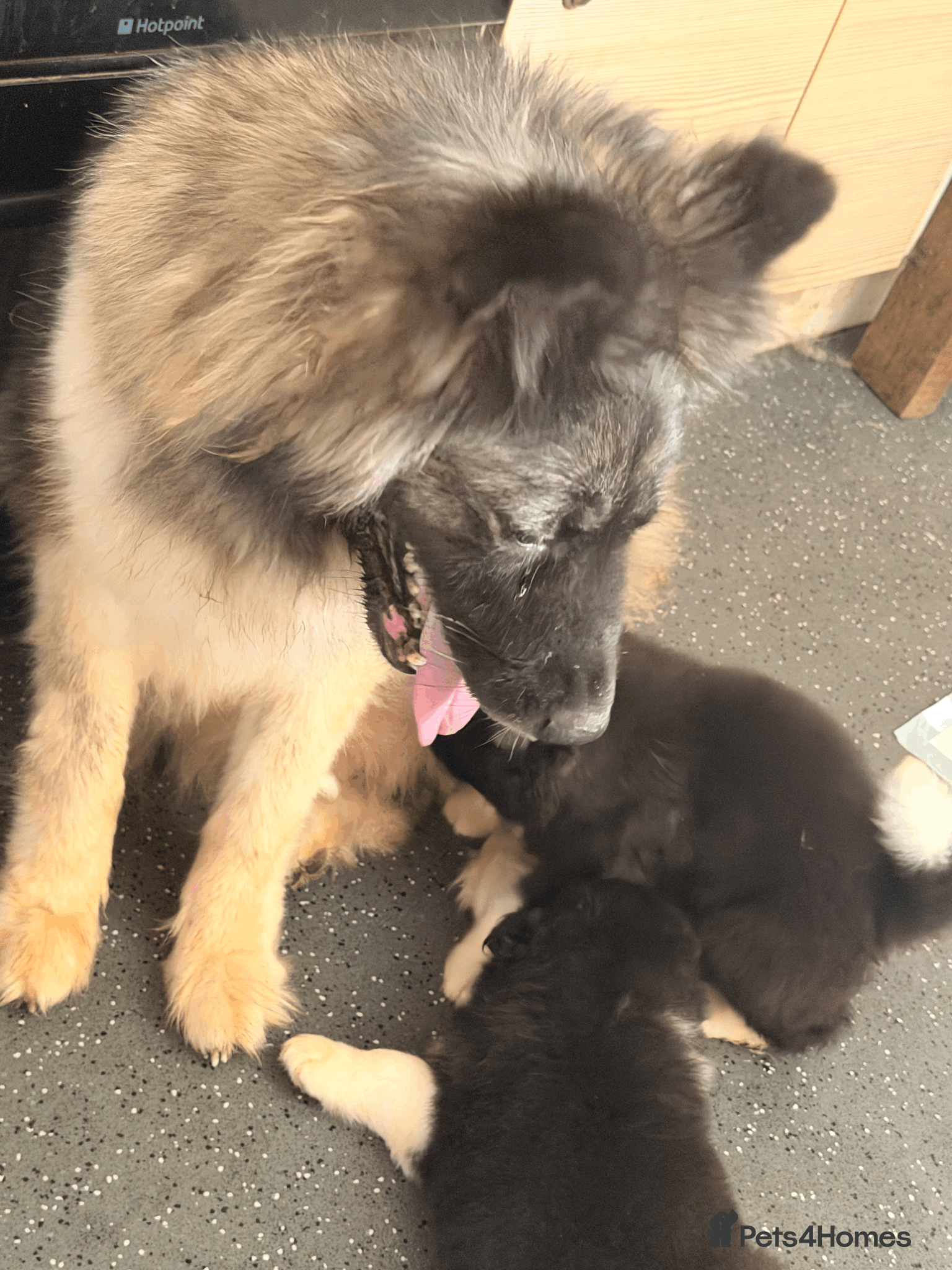 Akita dogs Chunky Beautiful American Akita Puppies - Advert 2