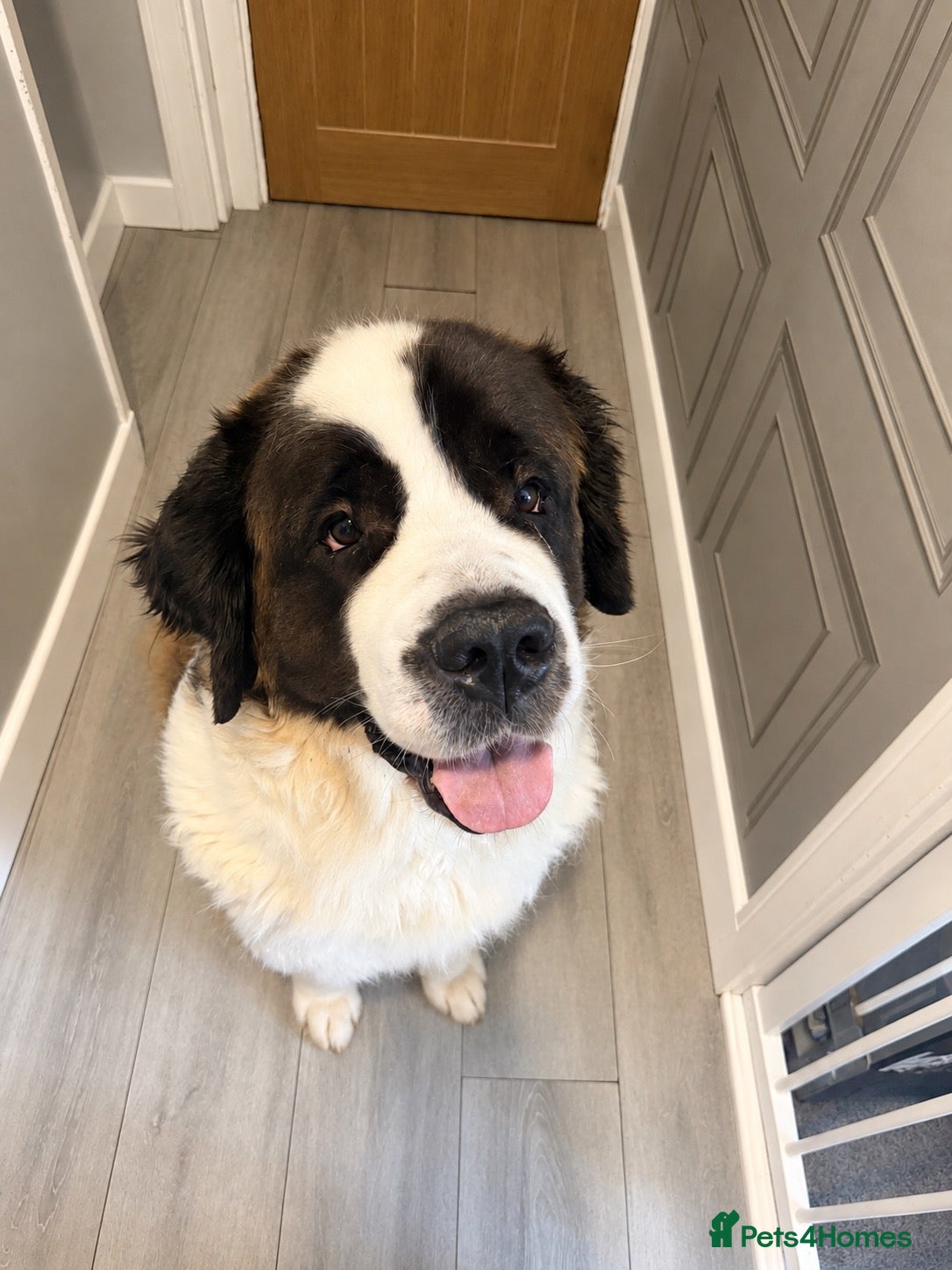 Mixed Breed dogs Saint bernewfies  - Advert 4