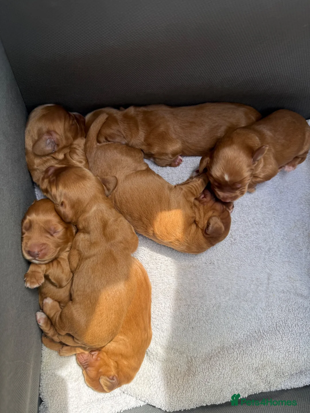 Cocker Spaniel dogs for sale: Kc Health Tested Working Cocker Pups - Advert 2