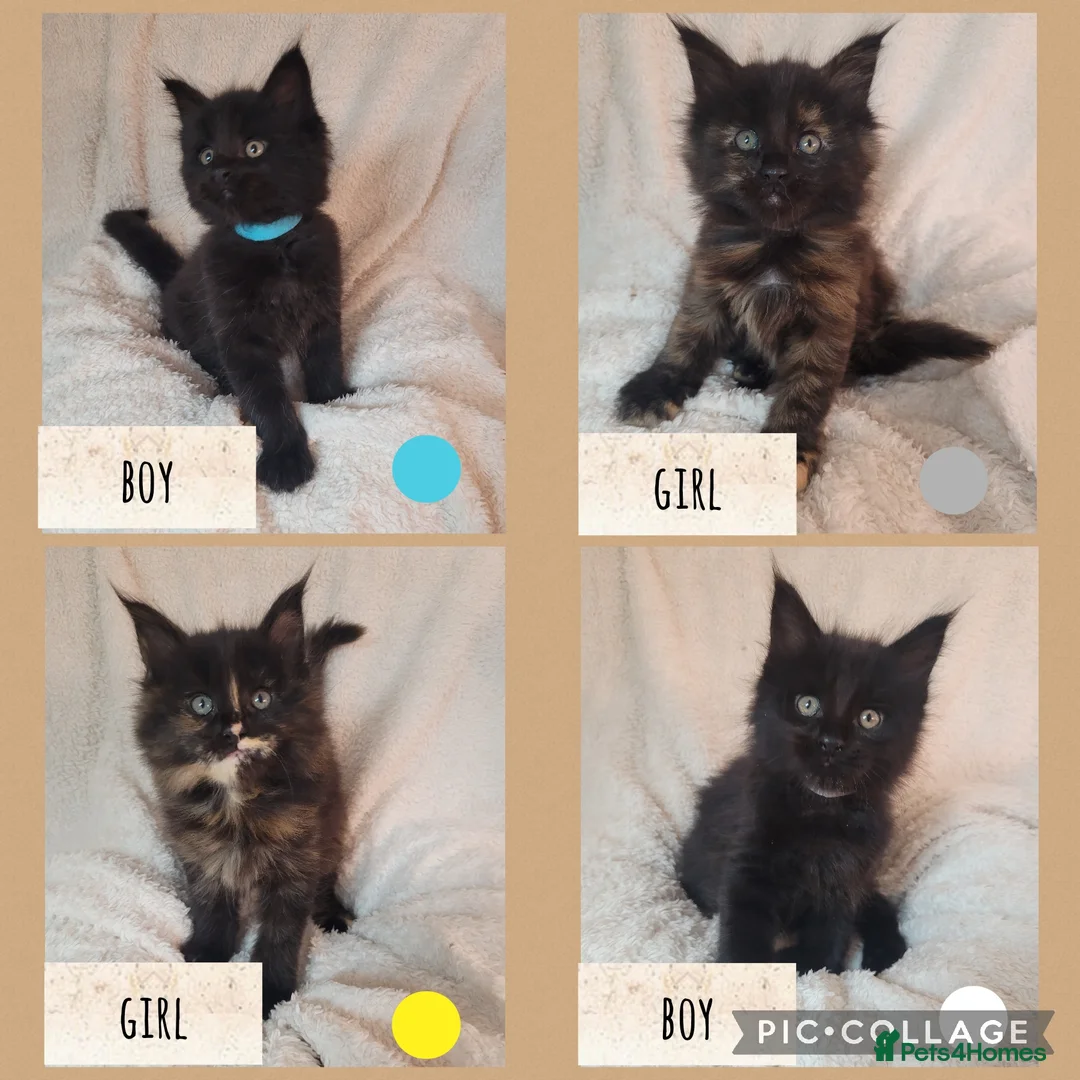 Maine Coon cats for sale: 🐾🐈‍⬛GORGEOUS 6 WEEK OLD MAINE COON KITTENS🐈‍⬛🐾 - Advert 2