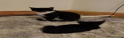 Mixed Breed cats for sale: Male and female kittens - Advert 5