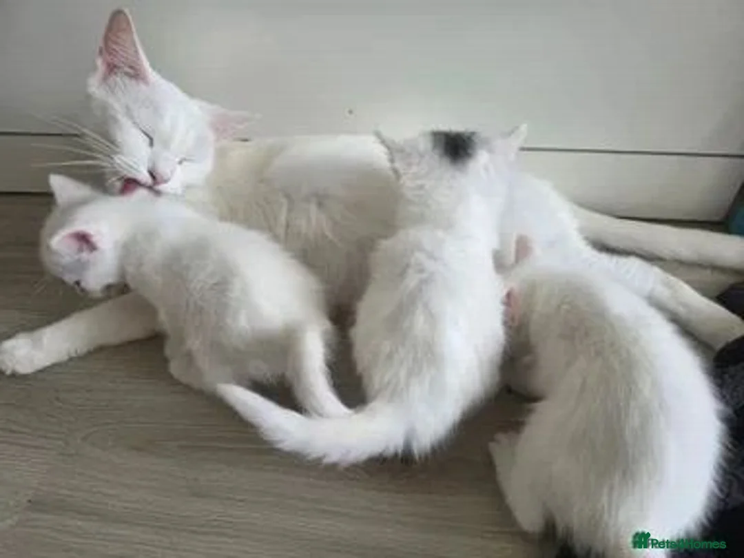 Ragdoll cats for sale: Beautiful White Ragdoll Kittens in Birmingham - Advert 2