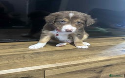 Border Collie dogs for stud:  Snoop - Image 22