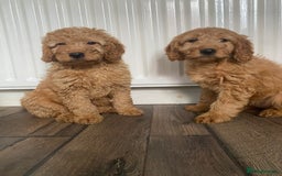 Cockapoo dogs for sale: Beautiful cockapoos - Image 10