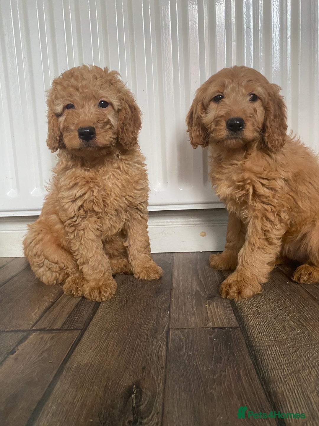 Cockapoo dogs for sale: Beautiful cockapoos - Image 10