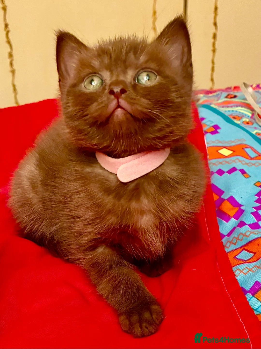 Scottish Fold cats for sale: Scottish Fold Kittens for sale - Advert 3