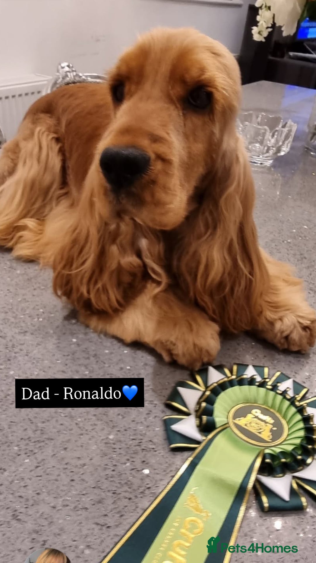 Cocker Spaniel dogs for sale: Waiting list now open🌟Villaspaniol lines - KC REG - Advert 16