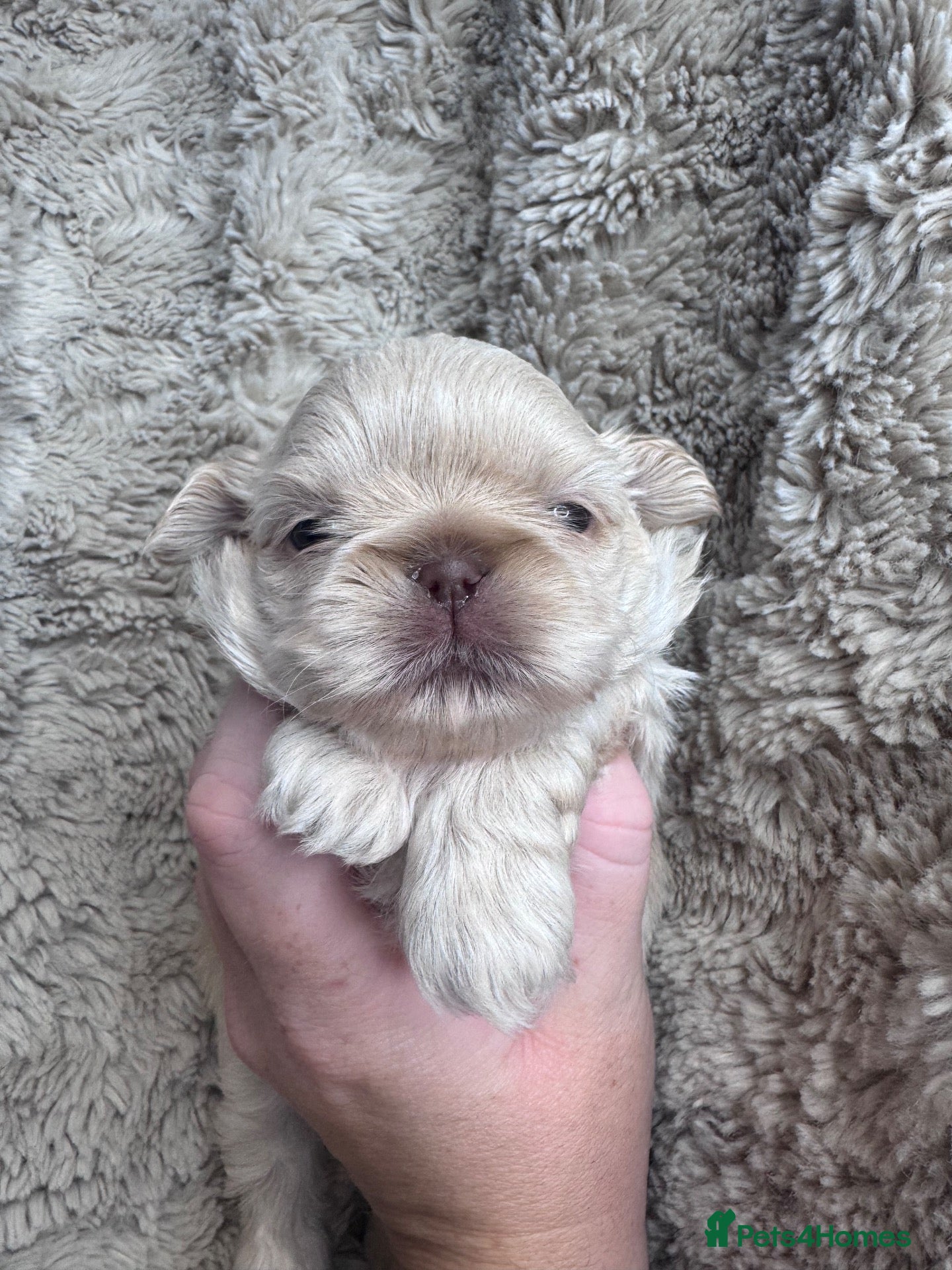 Shih Tzu dogs Mini Colourful Litter of Shihtzu  - Advert 14