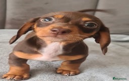 Miniature Dachshund dogs for sale: Last boy ready to leave  - Image 4
