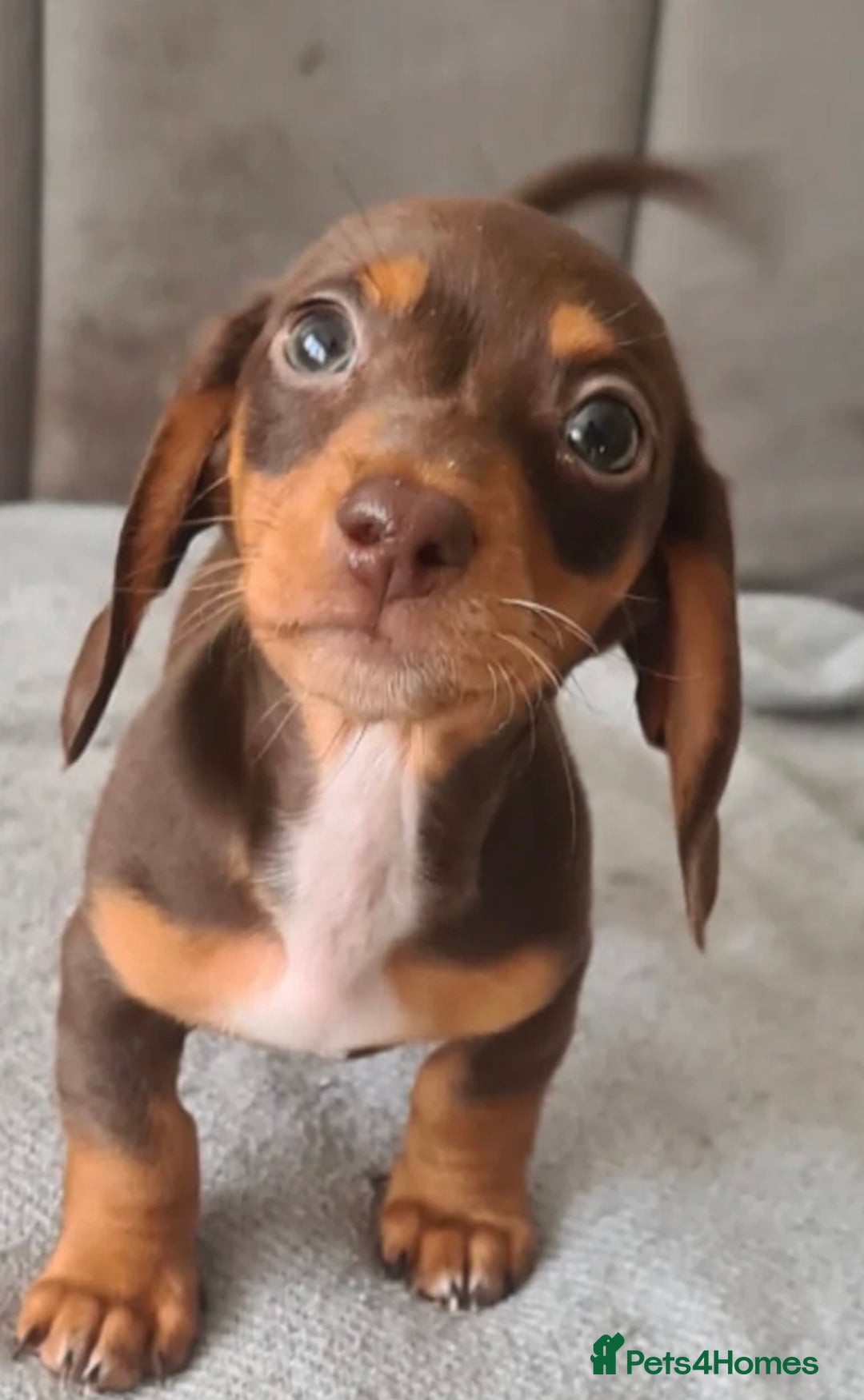 Miniature Dachshund dogs for sale: Last boy ready to leave  - Image 4