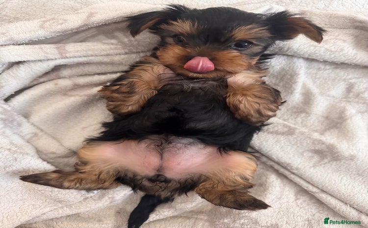 Yorkshire Terrier dogs - Advert 11