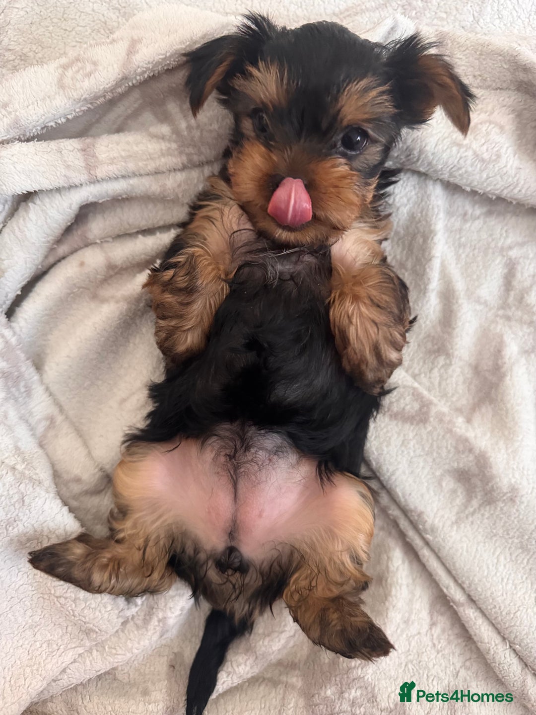 Yorkshire Terrier Wheaten Norwich Terrier Australian Terrier