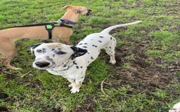Dalmatian dogs for sale: Potential rehome - male LUA Dalmatian  - Advert 28