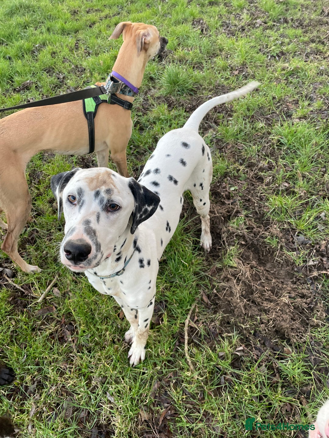 Dalmatian dogs for sale: Potential rehome - male LUA Dalmatian  - Advert 28