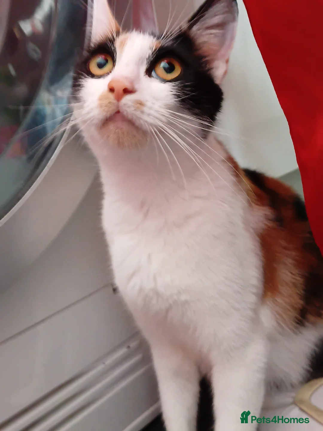Mixed Breed cats for sale: White and Grey Kitten - Advert 2