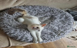 Ragdoll cats for sale: Ragdoll kittens  - Image 16