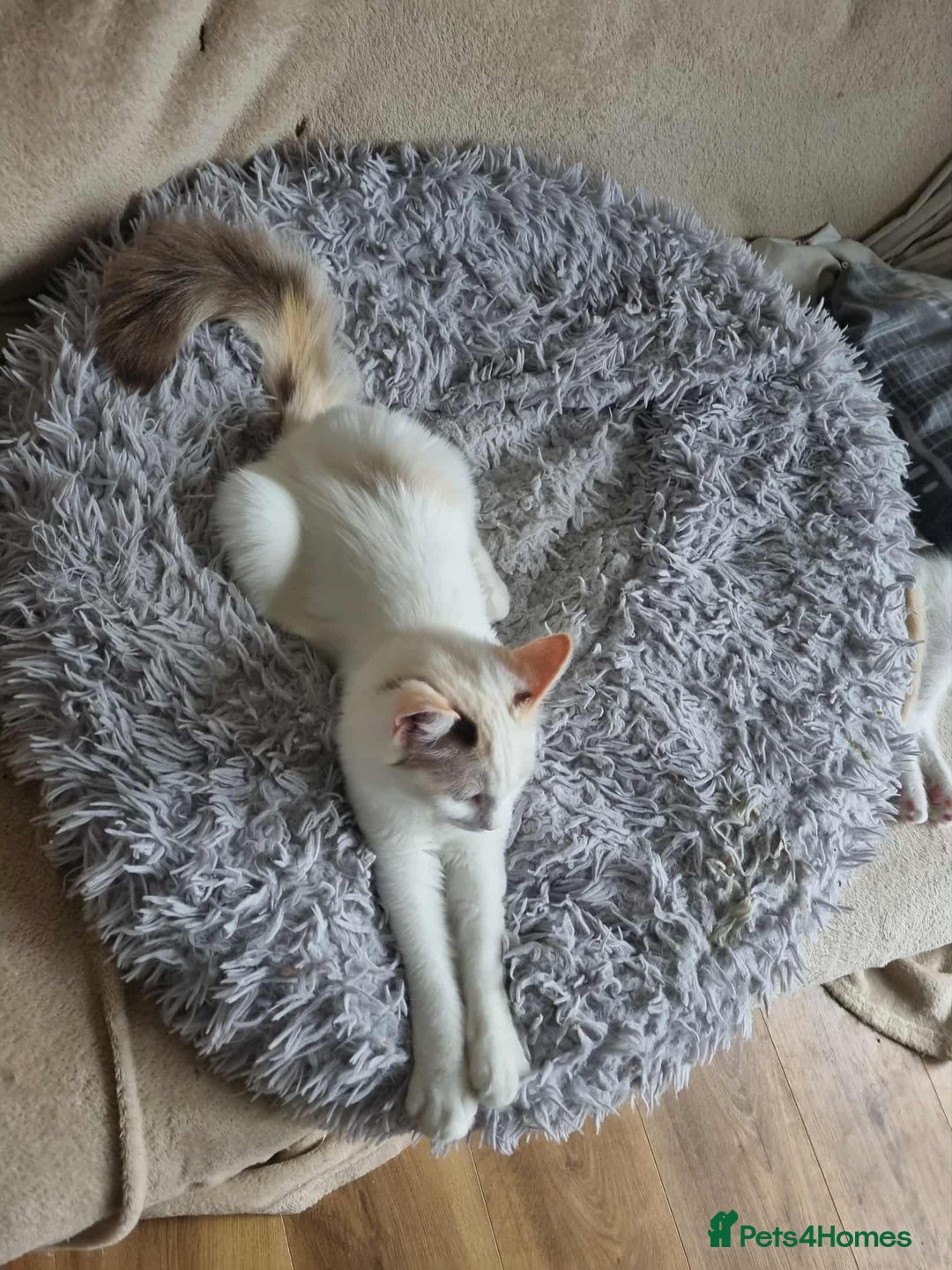 Ragdoll cats for sale: Ragdoll kittens  - Image 16