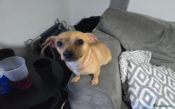 Mixed Breed dogs for sale: Charlie  - Image 2