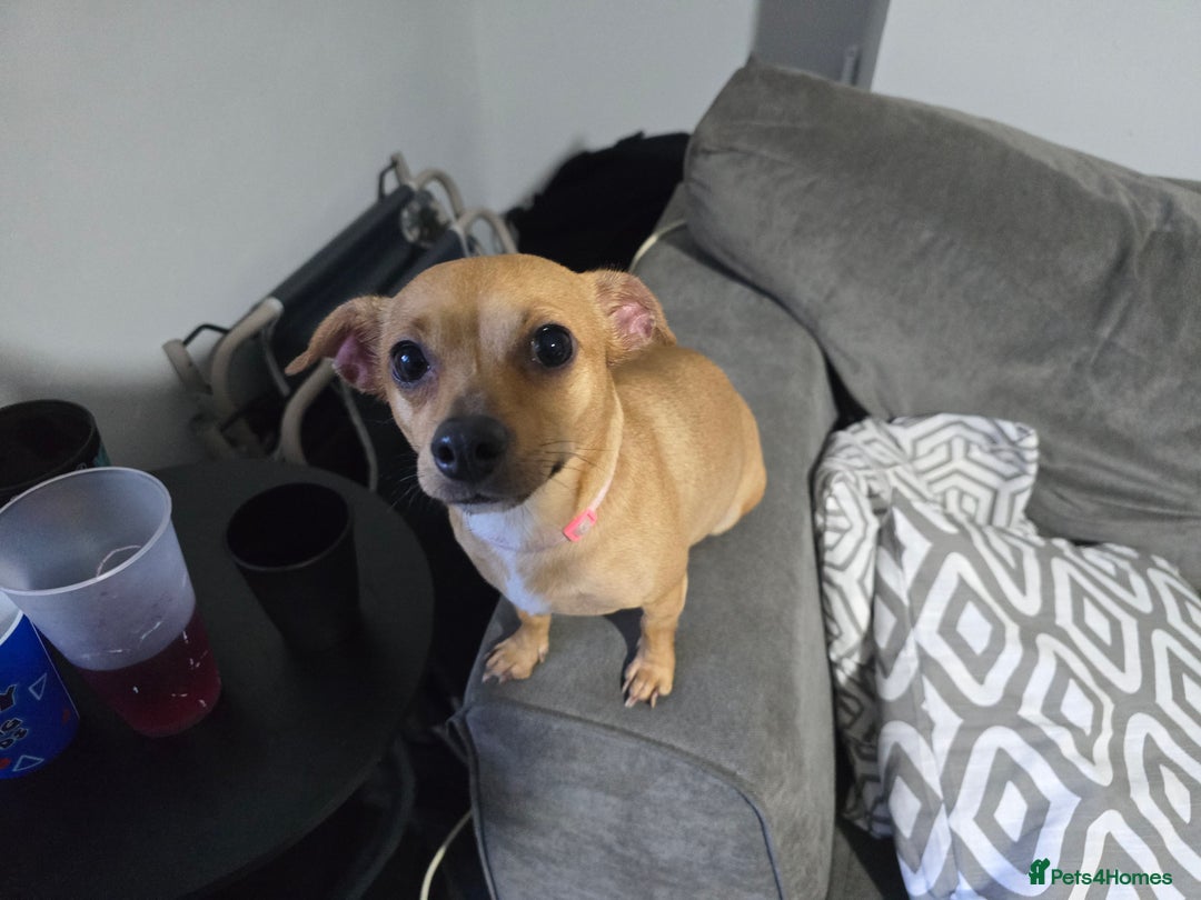 Mixed Breed dogs for sale: Charlie  - Image 2