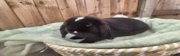 Mini Lop rabbits for sale:  ❤️ Gorgeous mini lops ❤️ please read description - Advert 4