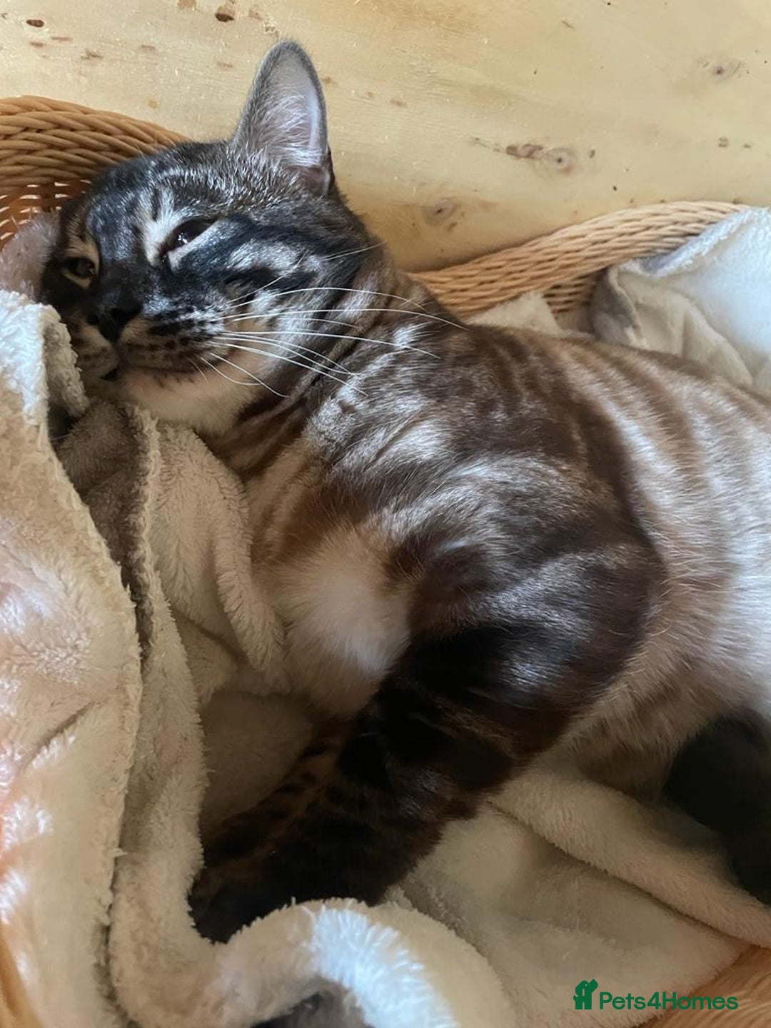 Bengal cats for sale: Fantastic Big Bengal Teddy 💪❤️ - Advert 6