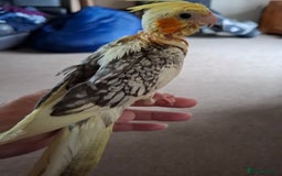 Cockatiels birds for sale: Hand reared cockatiels  - Image 5