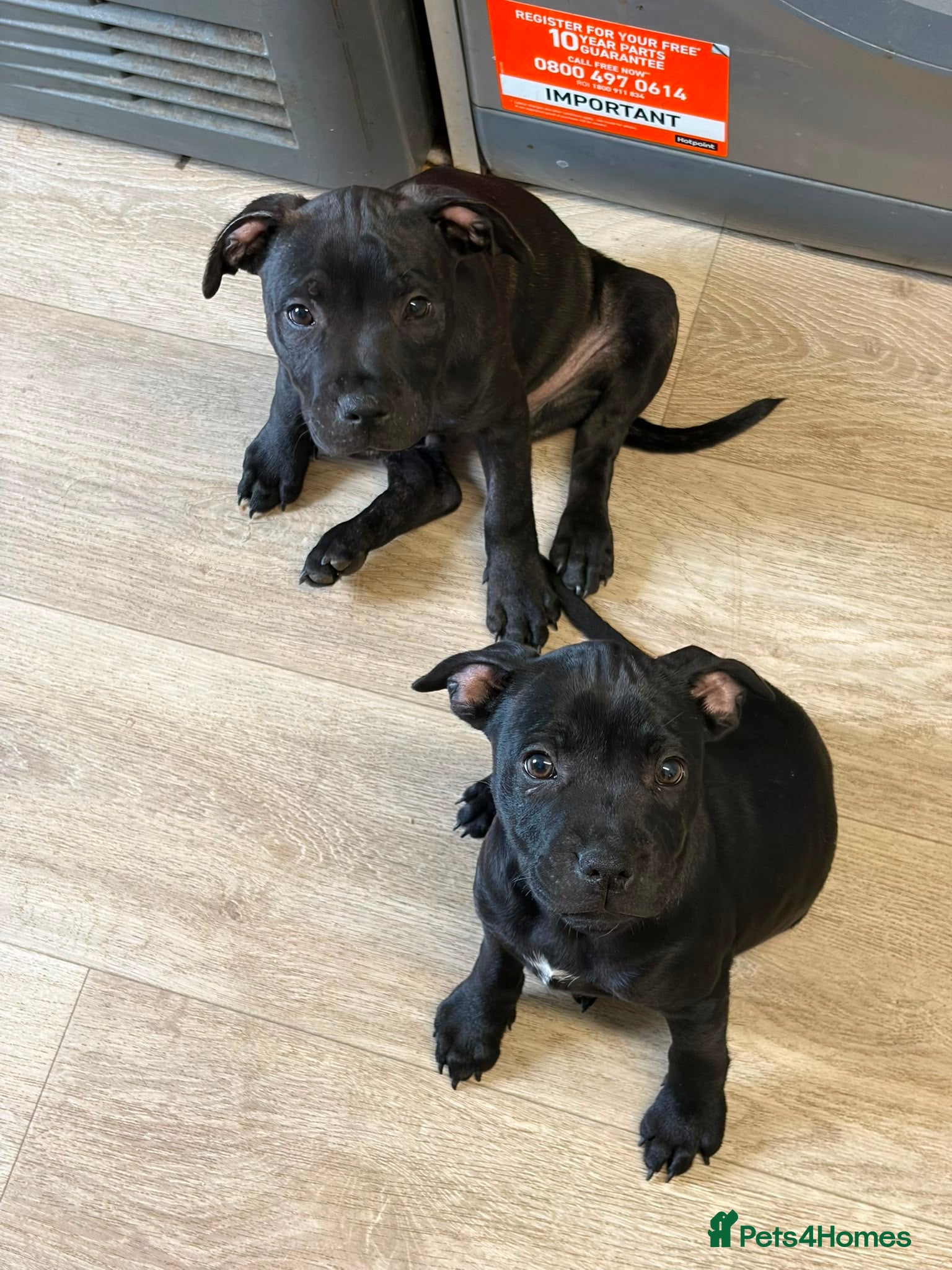 Staffordshire Bull Terrier dogs Two staffy pups ready to leave  - Advert 5