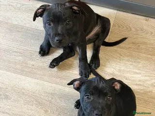 Staffordshire Bull Terrier dogs Two staffy pups ready to leave - Advert 5