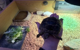 Tortoise reptiles for sale: Male spur thighed tortoise - Advert 2